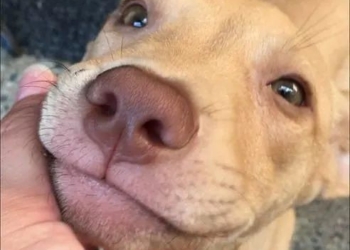 Espaço365 promove feira livre com adoção de pets