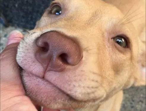 Espaço365 promove feira livre com adoção de pets