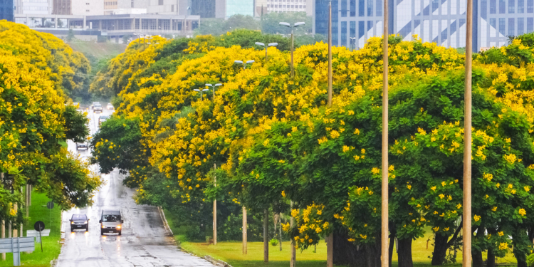 BRASÍLIA DOURADA: depois dos ipês, flores do cambuí enaltecem a capital