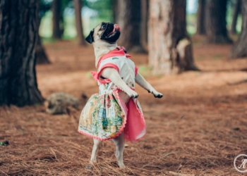 Shopping ID recebe a 2ª edição do Carnapet com diversas atrações
