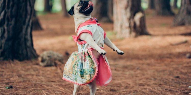 Shopping ID recebe a 2ª edição do Carnapet com diversas atrações