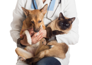 Protegidos? Coronavírus ainda não foi detectado em cães e gatos, mas valem todos os cuidados