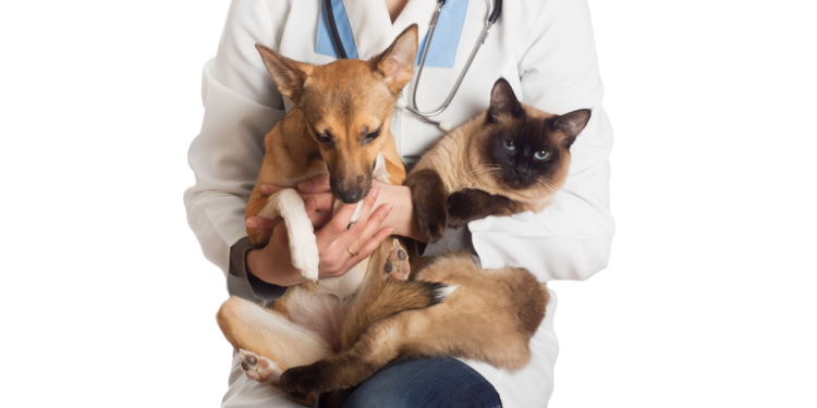 Protegidos? Coronavírus ainda não foi detectado em cães e gatos, mas valem todos os cuidados