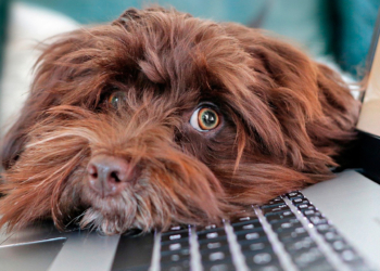 Quarentena com pets: veja dicas de como cuidar dos animais em casa e higienizá-los depois do passeio