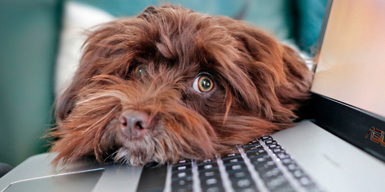 Quarentena com pets: veja dicas de como cuidar dos animais em casa e higienizá-los depois do passeio