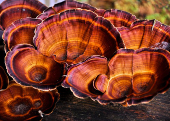 Cogumelo Reishi: tudo sobre o ingrediente febre de skincare da vez