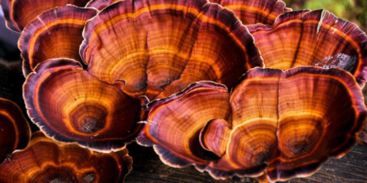 Cogumelo Reishi: tudo sobre o ingrediente febre de skincare da vez