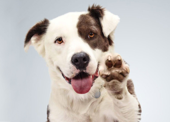 Adote um “Aubraço”! TGS Solidário celebra Dia da Adoção de Animais com campanha on-line