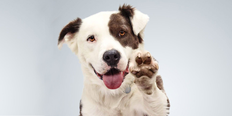 Adote um “Aubraço”! TGS Solidário celebra Dia da Adoção de Animais com campanha on-line