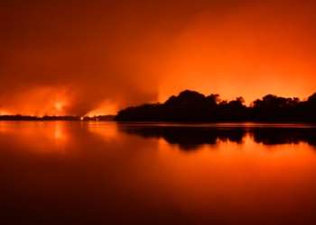 SOS Pantanal: marcas participam de leilão beneficente com lucro revertido para o bioma