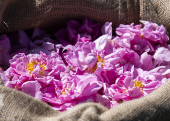 Lancôme adquire a propriedade Domaine de la Rose em Grasse, na França