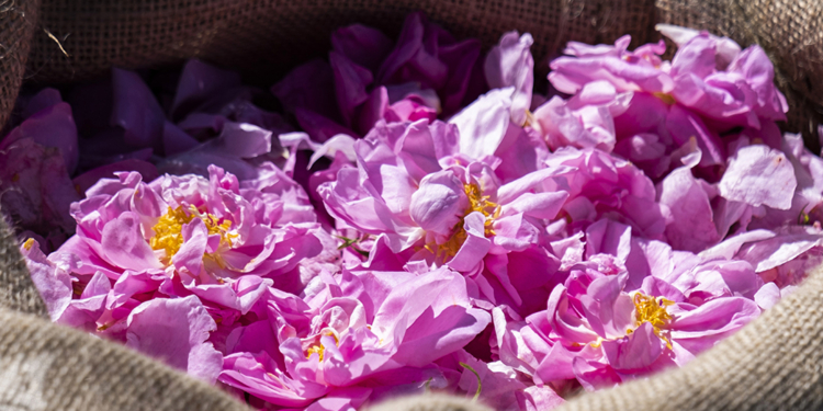 Lancôme adquire a propriedade Domaine de la Rose em Grasse, na França