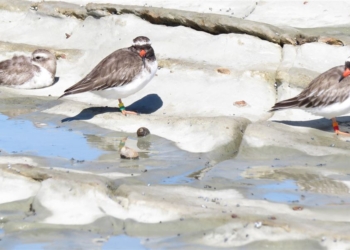 Turismo Nova Zelândia relembra ações que permitiram proximidades com os turistas