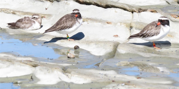 Turismo Nova Zelândia relembra ações que permitiram proximidades com os turistas