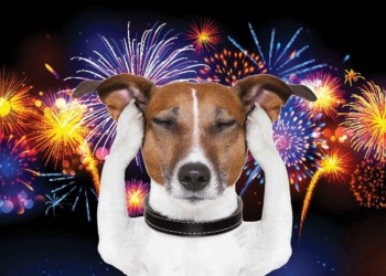 5 dicas para acalmar os pets nas festas de final de ano