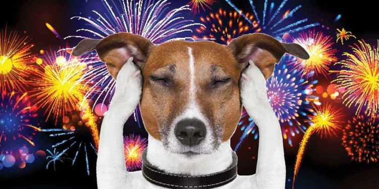 5 dicas para acalmar os pets nas festas de final de ano