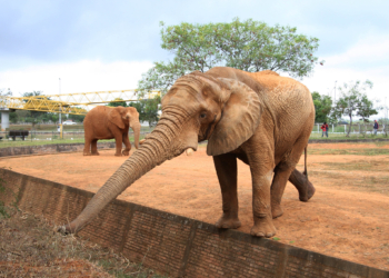 Visitas guiadas voltam ao Zoo de Brasília