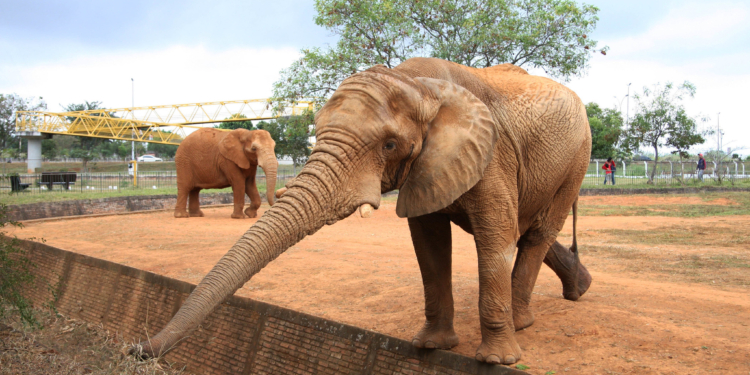 Visitas guiadas voltam ao Zoo de Brasília