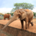 Visitas guiadas voltam ao Zoo de Brasília