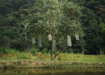 Osklen lança linha Green Edition 100% sustentável