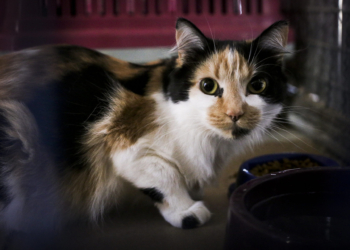 Vamos adotar um bichinho de estimação?