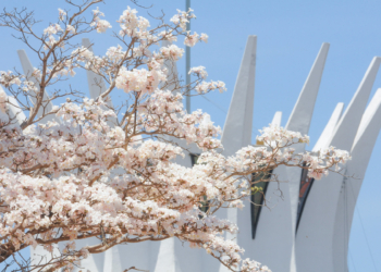 Brasília capital dos ipês: árvores dão cor e vida à cidade durante o período da estiagem