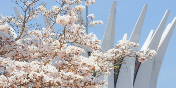 Brasília capital dos ipês: árvores dão cor e vida à cidade durante o período da estiagem