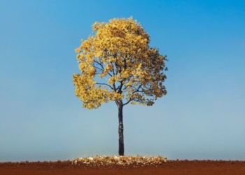 Pedro Motta realiza exposição “Uma Nota Só” na Casa Albuquerque Galeria de Arte em Brasília