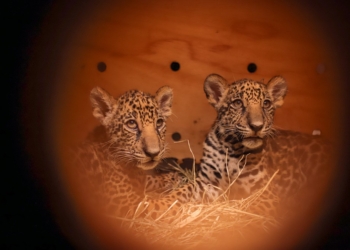 Aeroporto de Brasília: Filhotes de onça-pintada e de lobo-guará desembarcam na capital para o zoológico