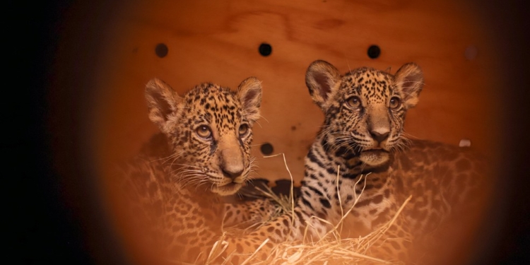 Aeroporto de Brasília: Filhotes de onça-pintada e de lobo-guará desembarcam na capital para o zoológico