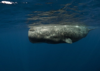 Pescador tailandês encontra vômito de baleia e pode receber milhões pelo material