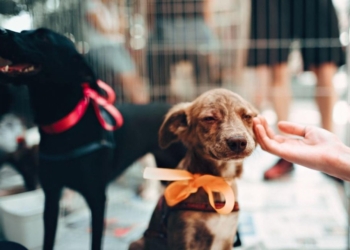Brasília recebe feira de adoção animal com entrada gratuita, no Espaço 365 Collab
