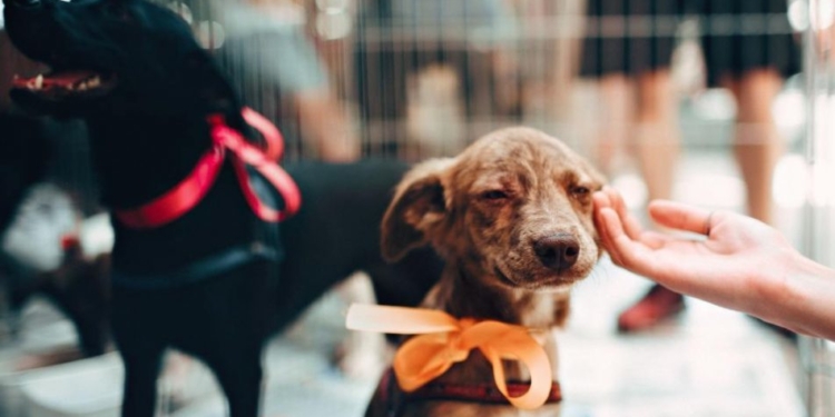 Brasília recebe feira de adoção animal com entrada gratuita, no Espaço 365 Collab