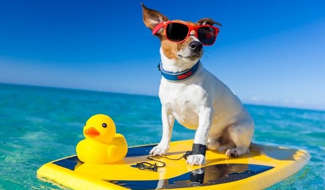 Especialista explica as dúvidas mais recorrentes sobre os pets e o verão