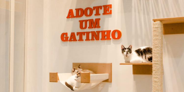 Liberty Mall lança campanha com parceiros para adoção de gatos