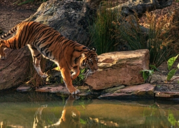 Ano do Tigre: Saiba como o Horóscopo Chinês influenciará 2022!