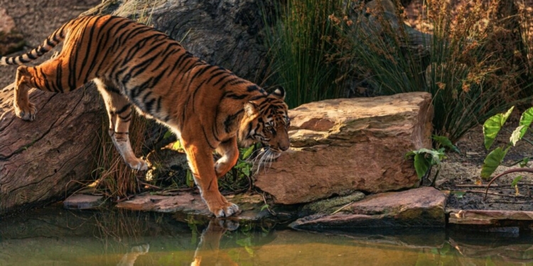 Ano do Tigre: Saiba como o Horóscopo Chinês influenciará 2022!