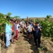Conheça o Wine Tour do Vinhedo Girassol a 65 km de Brasília