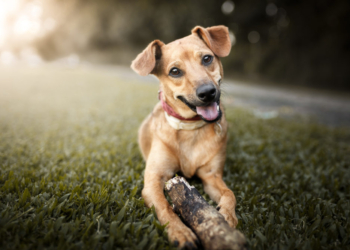 ParkShopping promove primeira feira de adoção de pets do ano