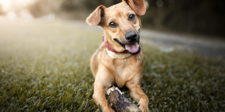 ParkShopping promove primeira feira de adoção de pets do ano