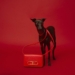Carolina Herrera lança Mini Bags e usa dogs fofos em campanha