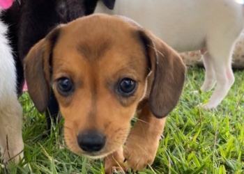 A.M.A – Adoção. Música. Arte acontece neste sábado, 11 de junho. Adote um amiguinho!