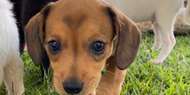 A.M.A – Adoção. Música. Arte acontece neste sábado, 11 de junho. Adote um amiguinho!