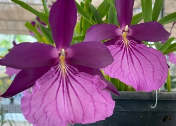 Orquidário Emanuel: Liberty Mall recebe 2ª edição de exposição de orquídeas (9 a 12/6)