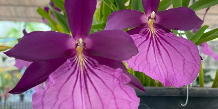 Orquidário Emanuel: Liberty Mall recebe 2ª edição de exposição de orquídeas (9 a 12/6)