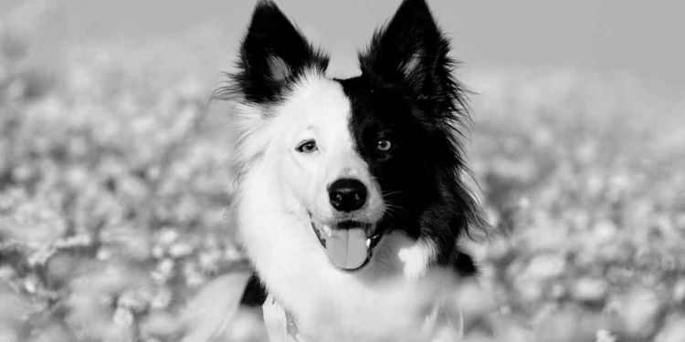 Festival Internacional de Fotografia Brasília Photo Show abre inscrições a partir de 30 de julho