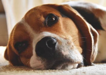 Estudo japonês conclui que cachorros choram de felicidade ao reencontrarem os donos