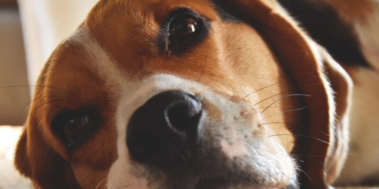 Estudo japonês conclui que cachorros choram de felicidade ao reencontrarem os donos