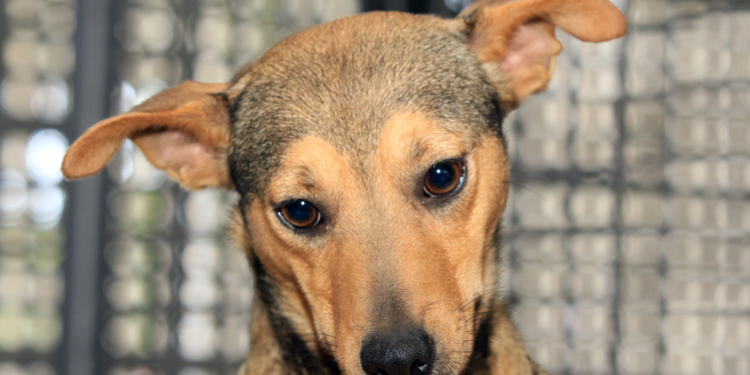 Zoonoses tem 12 animais para adoção, um deles pode ser seu!