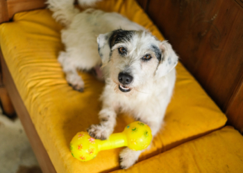 Fevereiro Roxo: saiba quais cuidados ter com pets idosos